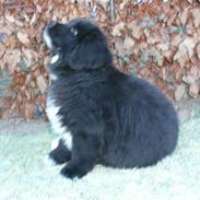 Newfoundl&#230;nder Balder *Solgt&lt;3*