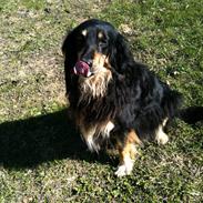 Hovawart Tanya R.I.P