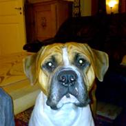 Olde english bulldogge Koda Soul