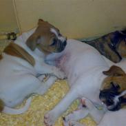 Olde english bulldogge Koda Soul