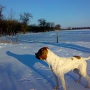 Olde english bulldogge Koda Soul