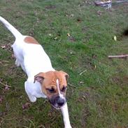 Olde english bulldogge Koda Soul