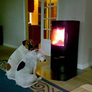 Olde english bulldogge Koda Soul