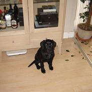 Labrador retriever Tessie