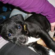 Blanding af racer Aisha