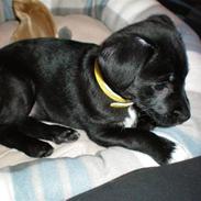 Blanding af racer Aisha