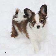 Papillon Knirkebo´s Amina -- Asta