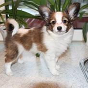 Papillon Knirkebo´s Amina -- Asta