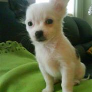 Chihuahua Anna Belle