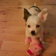 Chihuahua Anna Belle