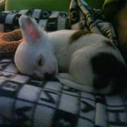 Chihuahua Anna Belle