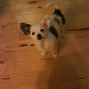 Chihuahua Anna Belle