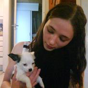 Chihuahua Anna Belle