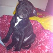 Staffordshire bull terrier Amy