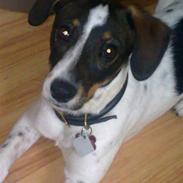 Blanding af racer Sille