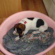 Blanding af racer Sille