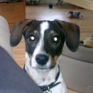 Blanding af racer Sille