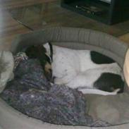 Blanding af racer Sille