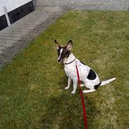 Blanding af racer Sille