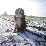 Berner sennenhund Euro Kensens Edna