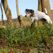 Dansk svensk gaardhund Chvik