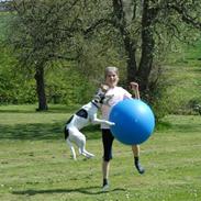 Dansk svensk gaardhund Chvik