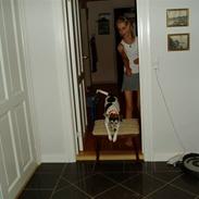 Dansk svensk gaardhund Chvik