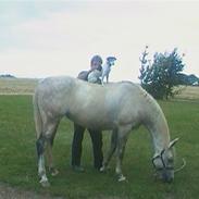 Dansk svensk gaardhund Chvik