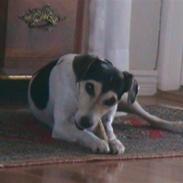 Dansk svensk gaardhund Chvik