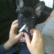 Fransk bulldog Charlie