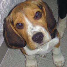 Beagle Bailey (Himmelhund)