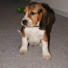 Beagle Bailey (Himmelhund)