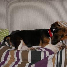 Beagle Bailey (Himmelhund)