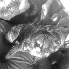 Fransk bulldog Niki