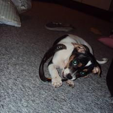 Blanding af racer Kato (Kejdow)