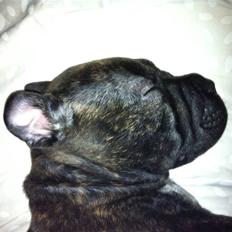 Blanding af racer Maggie