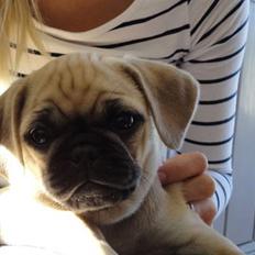 Blanding af racer Ziggi