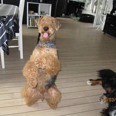 Airedale terrier Spicaway unbraced (Argo)