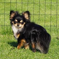 Chihuahua Bailey