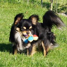 Chihuahua Bailey