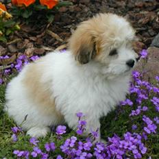 Coton de tulear BOBBI