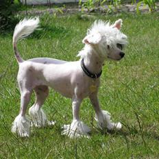 Chinese crested powder puff Chloé