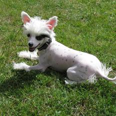 Chinese crested powder puff Chloé