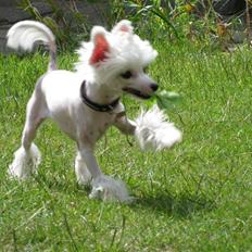 Chinese crested powder puff Chloé
