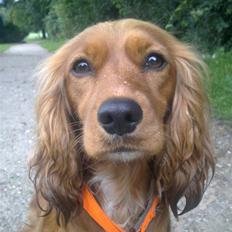 Blanding af racer (Cocker/Cavalier) Holly.