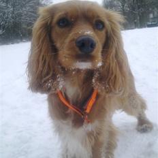 Blanding af racer (Cocker/Cavalier) Holly.