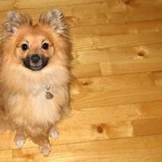 Blanding af racer Viggo