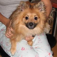 Blanding af racer Viggo