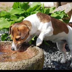 Jack russell terrier Amy