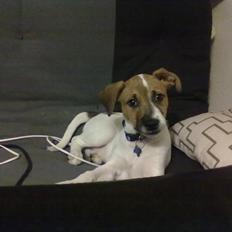 Blanding af racer Sofus